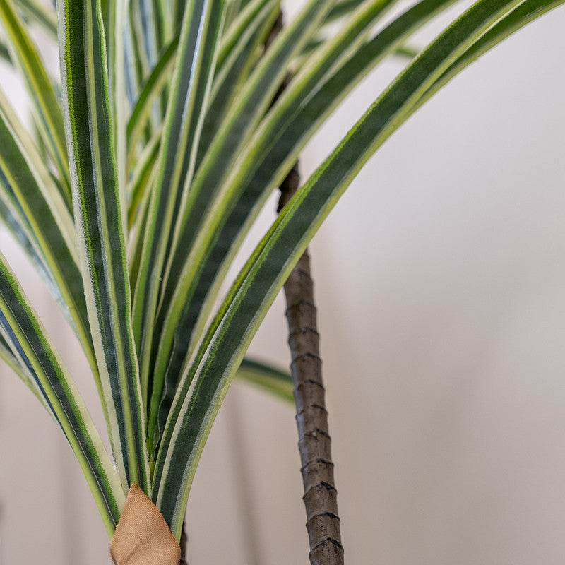 90cm Real Touch Variegated Yucca